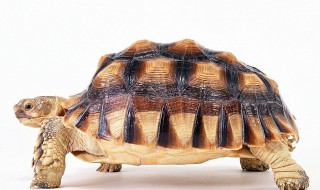 周公解梦梦乌龟 梦到乌龟的寓意