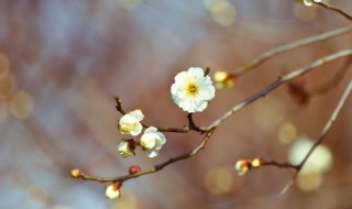 2021年立春什么时候 2021立春的时间介绍