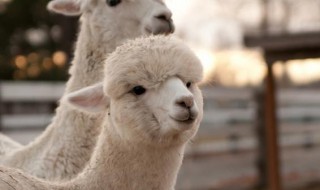 羊驼饲养技巧和注意事项 怎么养殖羊驼