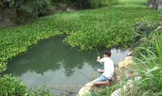 长满水葫芦的河里钓鱼技巧 长满水葫芦的池塘怎么钓鱼