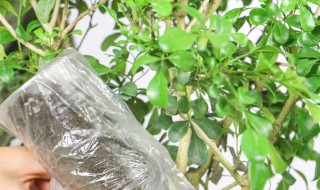 米兰植物的养殖方法 米兰花的养殖方法说明