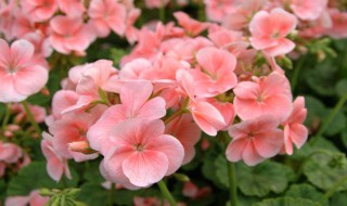 如何做可以让天竺葵开花 天竺葵开花的方法介绍