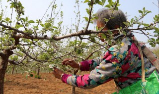 苹果树去大枝的方法 苹果树去大枝的方法是什么