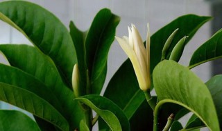 白兰的养殖方法 白兰花怎么养