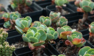 玉蝶老桩的养殖方法 多肉玉蝶怎么养成老桩