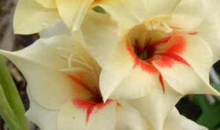 剑兰鲜花的养殖方法和注意事项 怎么养殖剑兰