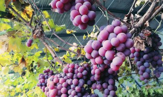 冬天葡萄怎么做 冬天葡萄保暖方法