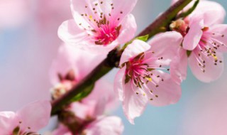 描写桃花开放过程的句子 桃花开放的句子示例