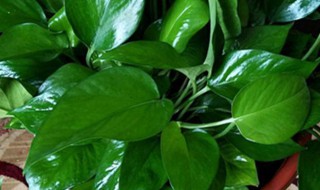 绿萝叶片生长很大的方法 绿萝叶片生长很大的方法是什么