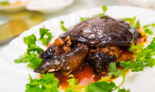 甲鱼怎么存放 如何存放甲鱼