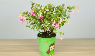 倒挂金钟养护技巧 倒挂金钟四季养护方法