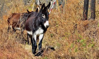 毛驴育肥的正确方法 毛驴育肥的正确方法介绍