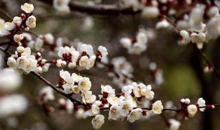 红杏尚书是指谁 红杏尚书介绍