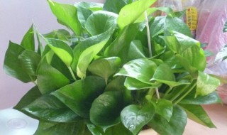 绿萝冬天太冷怎么养 如何在冬天养绿萝