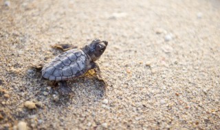 散养草龟技巧 怎么养散养草龟