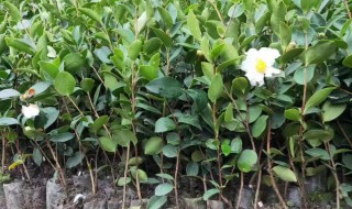 茶籽树栽培技巧 茶籽树栽培方法