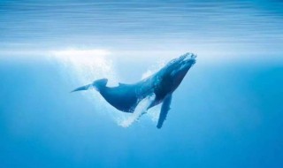 一鲸落万物生是什么意思 鲸落简介