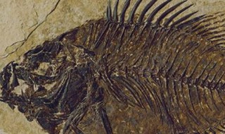 化石怎么形成的 化石形成的方法