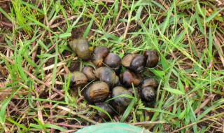 怎么到河边摸螺蛳 到河边摸螺蛳方法