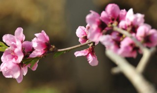 桃花抵御寒冬的方法 桃花怎样抵御寒冬