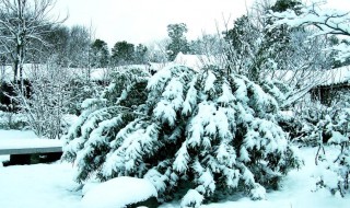 冬天赞美翠柏的句子 有关冬天翠柏的句子