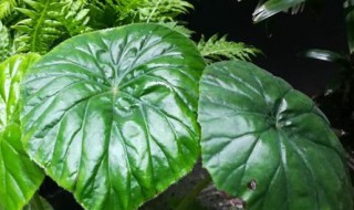 什么是阴生植物 阴生植物介绍