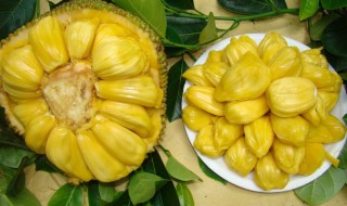 怎么剥菠萝蜜不粘手 剥菠萝蜜不粘手的方法介绍