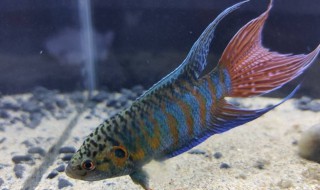 中国斗鱼饲养方法及注意事项 中国斗鱼怎么养