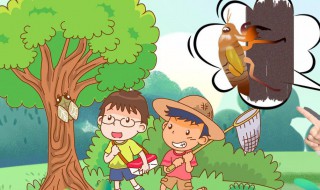 怎么捉知了 夏天如何捉知了