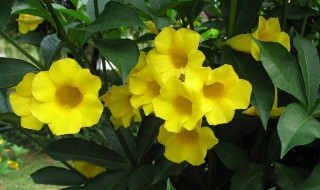 金茶花种植方法 如何种植金茶花