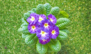 报春花的养殖方法和技术 报春花的养殖技术介绍