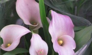 彩色马蹄莲的养殖方法 彩色马蹄莲如何养殖