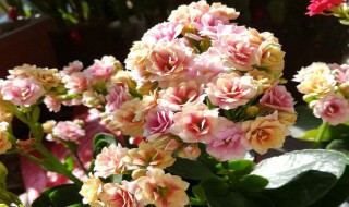 长寿花的养殖方法技巧有哪些 长寿花的养殖方法技巧介绍