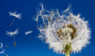 蒲公英哪些人群不宜喝 蒲公英什么人不能喝