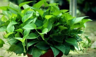 爆盆是什么意思 关于爆盆的介绍