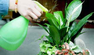 空调水可以浇菜能吃吗 空调水能不能浇菜