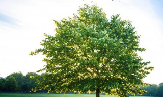 为什么枝叶稀的一面是北方 枝叶稀的一面是北方的原因