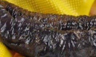 海茄子是什么东西 海茄子属于什么