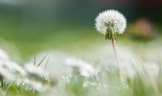 薄薄丁是不是蒲公英吗 薄薄丁是蒲公英吗