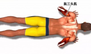 肱三头肌三个头怎么练 肱三头肌三个头如何练