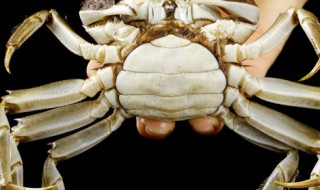 描写螃蟹外形的句子 形容螃蟹的句子介绍