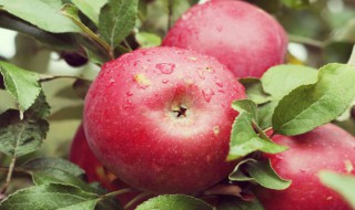 一些水果皮的妙用之处 一些水果皮的妙用之处列述