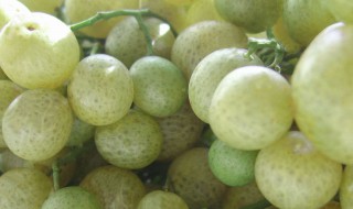 鸡皮果怎么腌制 鸡皮果腌制的方法