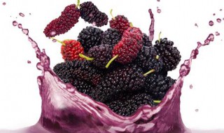 桑果汁 桑果汁怎样做