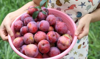 李子怎么吃才不会酸 酸甜李子的做法分享