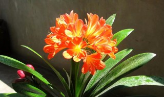 室内什么花最好养 适合室内养的花介绍