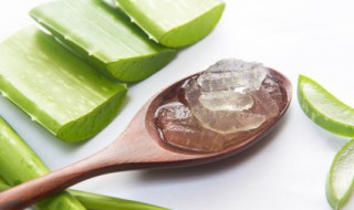 芦荟放在房间里有什么功效作用 芦荟放在房间里有哪些功效作用