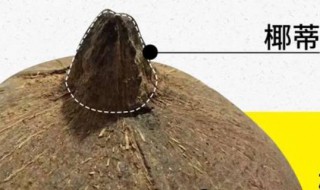 椰蒂是什么 椰蒂介绍