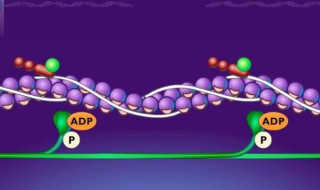长肌肉的原理是什么 肌肉为什么会长出来