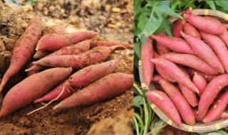 冬季红薯如何处理才能保持不坏 冬季怎样储存红薯不易烂